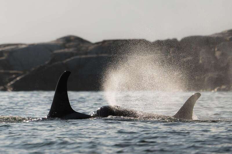 campbell-river-whale-wildlife-discovery-cruise
