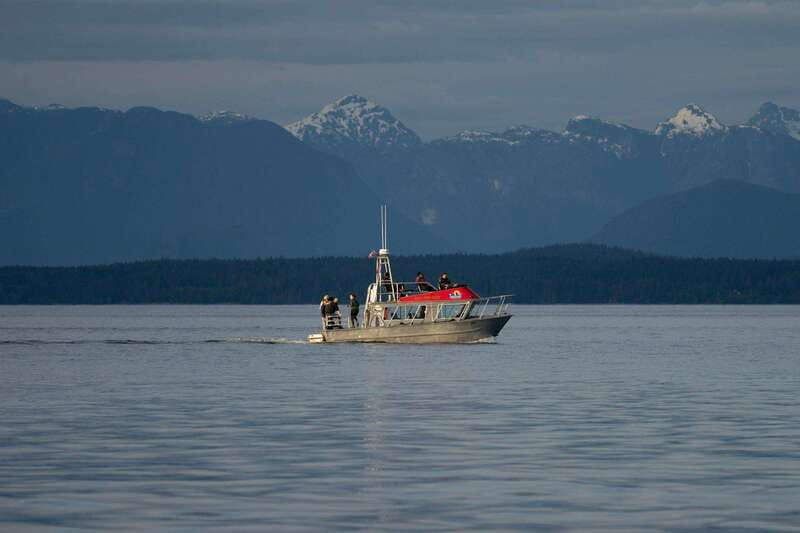 campbell-river-whale-wildlife-discovery-cruise