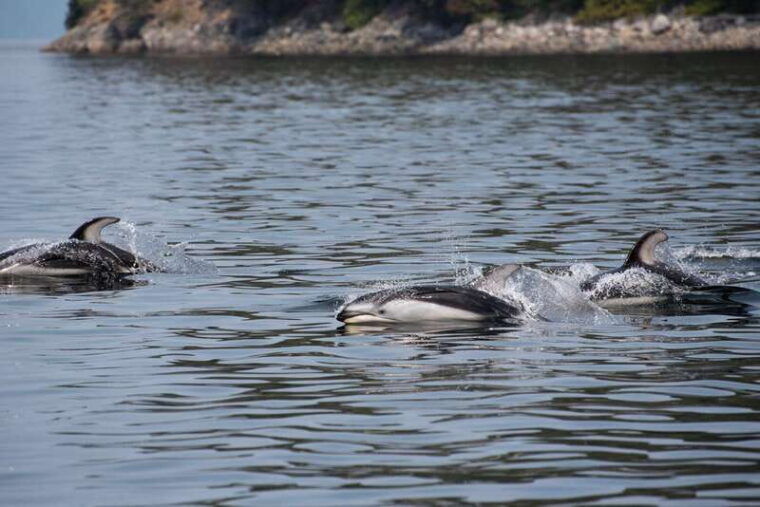 campbell-river-whale-wildlife-discovery-cruise