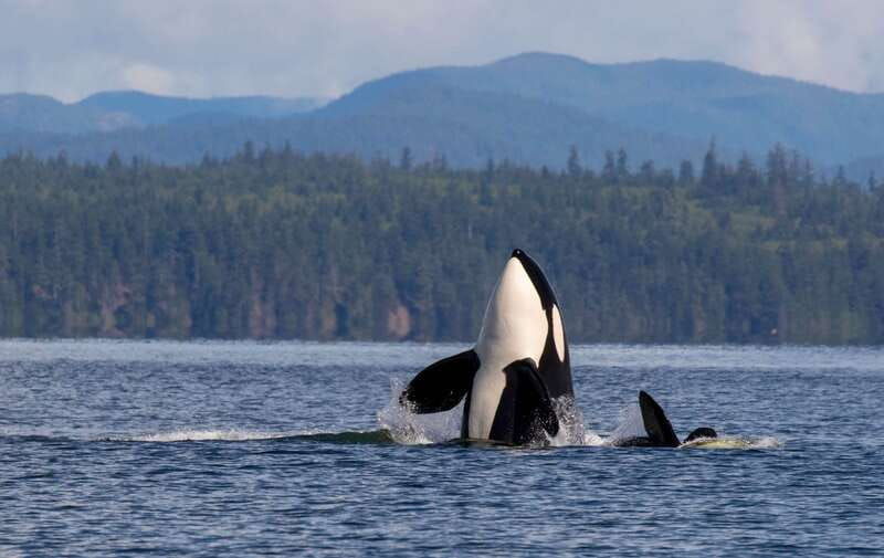 campbell-river-wildlife-tour-by-covered-boat