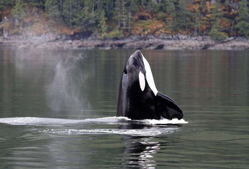 campbell-river-wildlife-tour-by-covered-boat