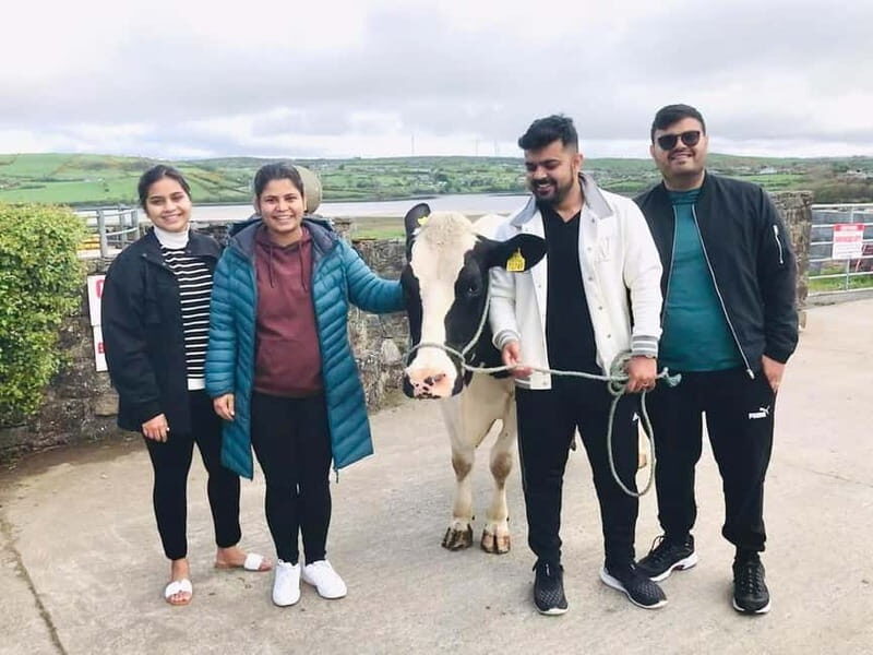 Campview Farm, Ballyshannon: Cuddle a Cow Experience - An Honest Look at the Cuddle a Cow Experience