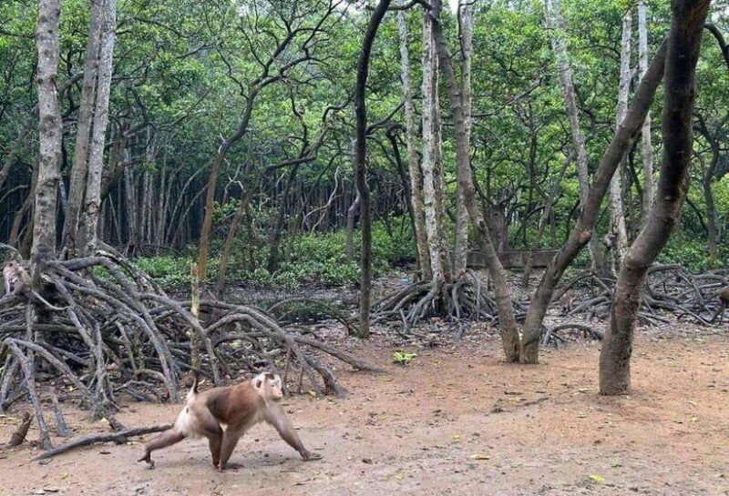 can-gio-bisophere-reserve