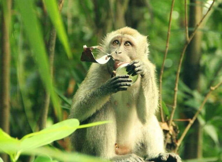 can-gio-bisophere-reserve