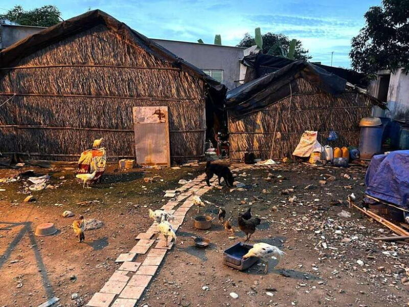 Can Gio Day Tour: Monkeys, Crocodiles, Canoe & Seafood Lunch - Breaking Down the Itinerary: What You’ll Really Experience