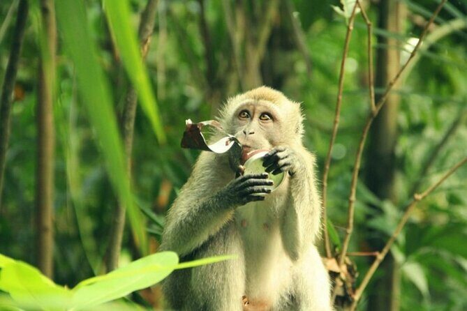 Can Gio Mangrove Biosphere Reserve 1 day - Transport and Logistics