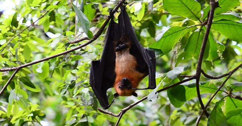 can-gio-mangrove-biosphere-reserve-1-day-tour