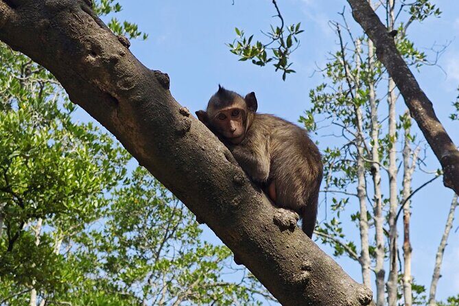 Can Gio Mangrove Biosphere Reserve Canoe & Wildlife Tour - Final Thoughts