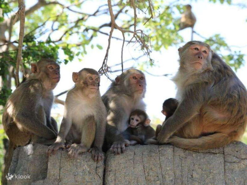 can-gio-mangrove-forest-and-monkey-island-full-day-tour-2