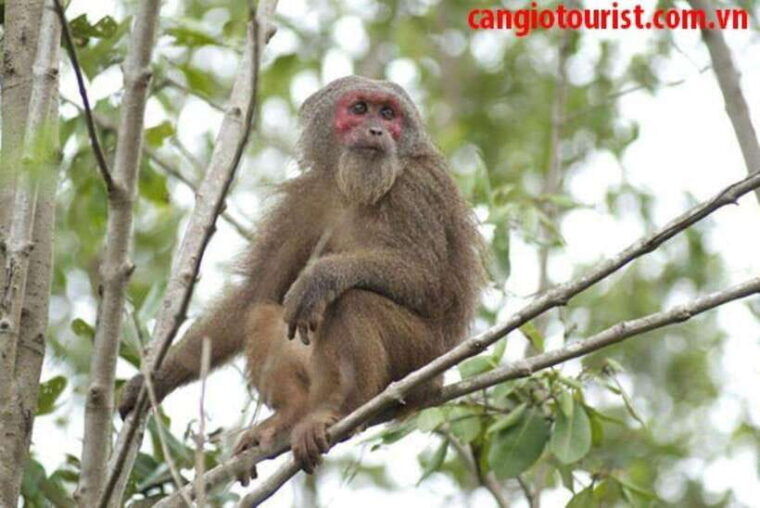 can-gio-mangrove-forest-and-monkey-island-full-day-tour-2