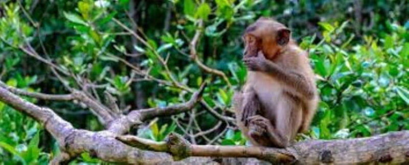 can-gio-mangrove-forest-and-monkey-island-full-day-tour-4