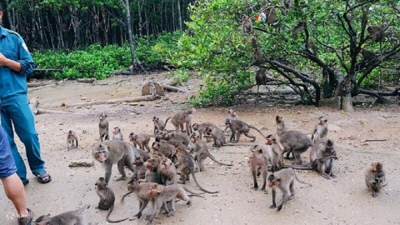 can-gio-mangrove-forest-and-monkey-island-full-day-tour-5