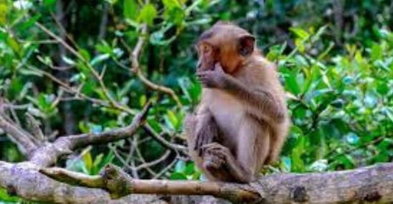 can-gio-mangrove-forest-and-monkey-island-full-day-tour-5