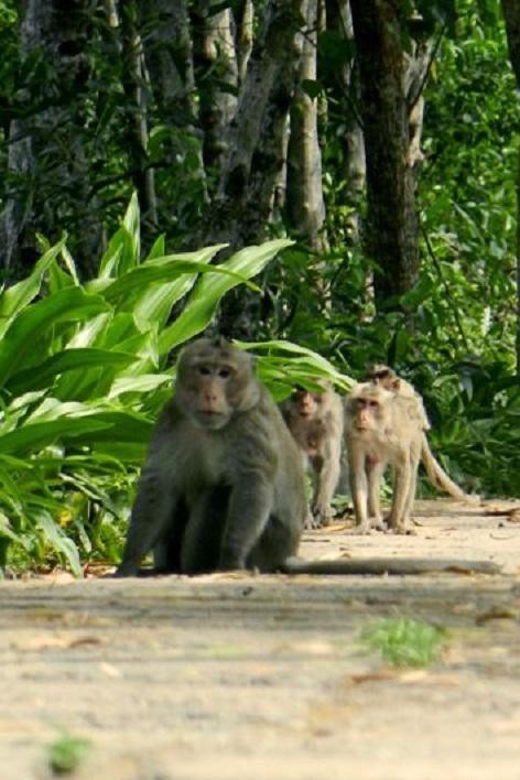 can-gio-mangrove-forest-and-monkey-island-full-day-tour-5