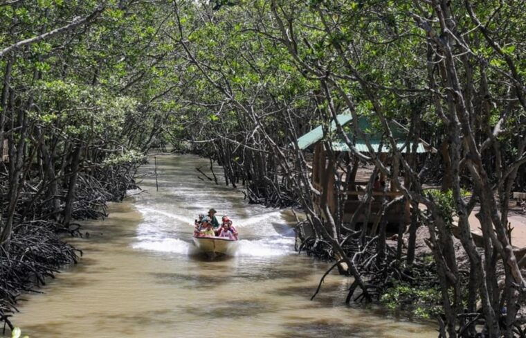 can-gio-mangrove-forest