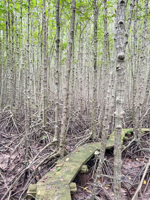 can-gio-mangrove-wildlife-day-tour-by-speedboat-from-hcmc