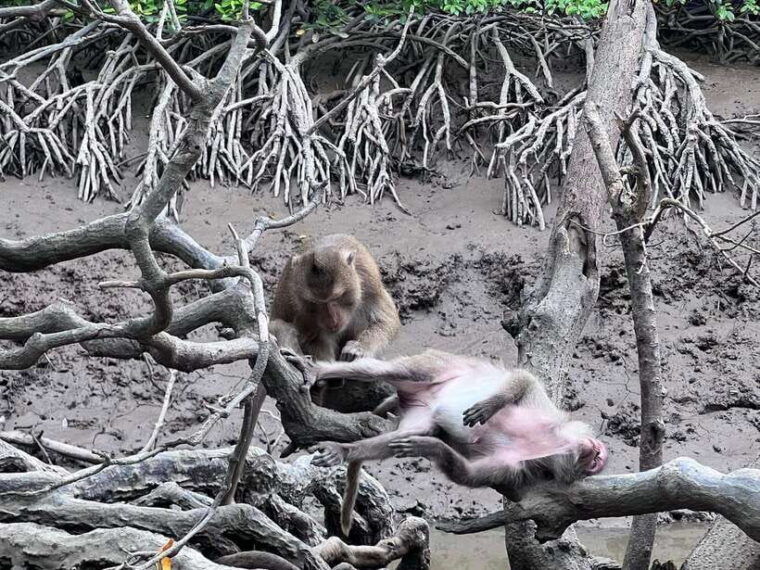 can-gio-monkey-island-day-trip-2