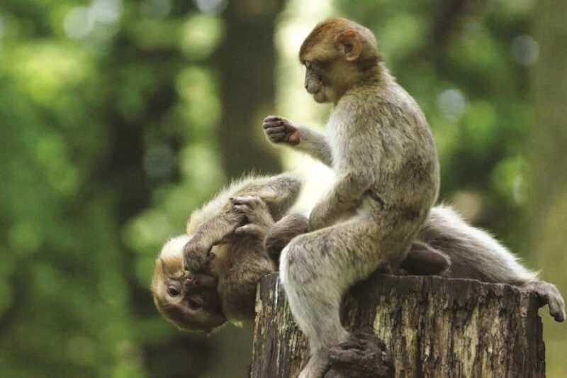 Can Gio: Monkey Island, Guerilla Camp, Mangrove Forest - Final Thoughts: Is This Tour Worth It?