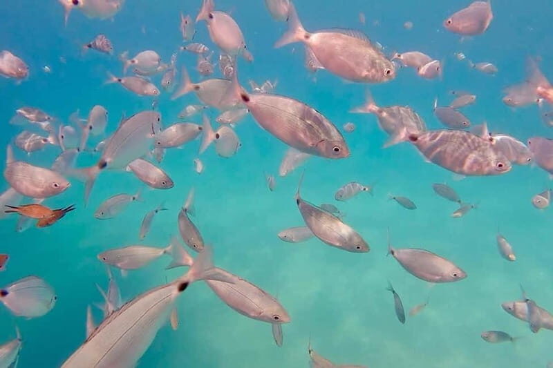 Can Picafort: 3h Sea Ride  Snorkeling & Swimming Fun - The Experience: What to Expect on Your 3-Hour Boat Ride