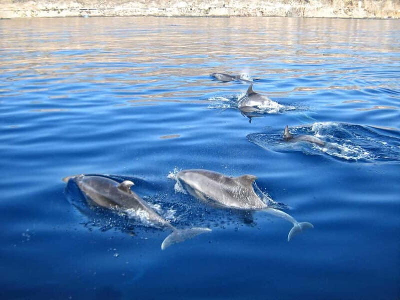 Can Picafort: Boat trips along the north coast of Mallorca - Breaking Down the Value
