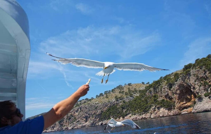 Can Picafort: Boat trips along the north coast of Mallorca - The Sum Up