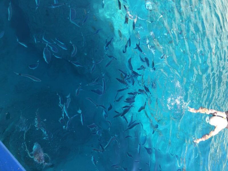 can-picafort-dolphin-watching-boat-tour-with-swimming