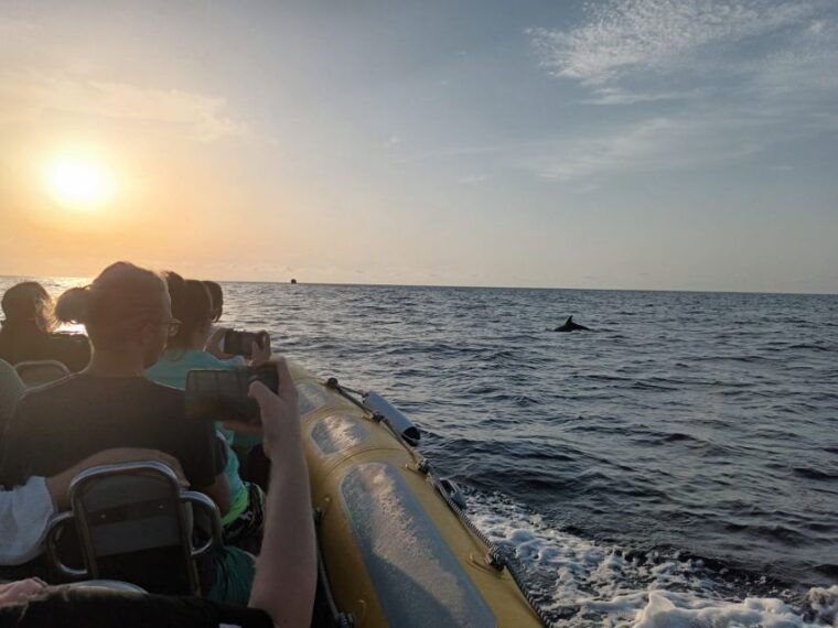 can-picafort-dolphin-watching-boat-tour-with-swimming