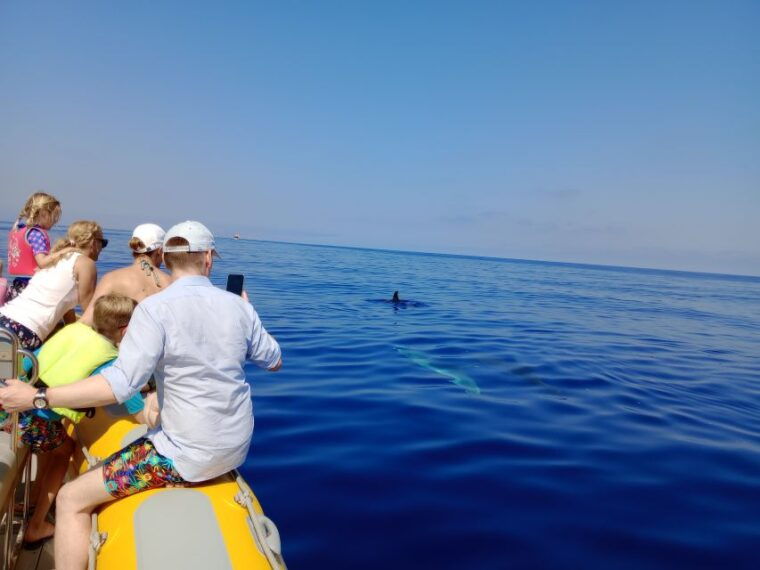 can-picafort-dolphin-watching-boat-tour-with-swimming