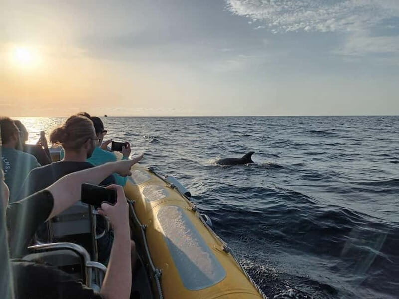 Can Picafort or Alcudia: Private boat dolphin watching - Who is This Tour Perfect For?