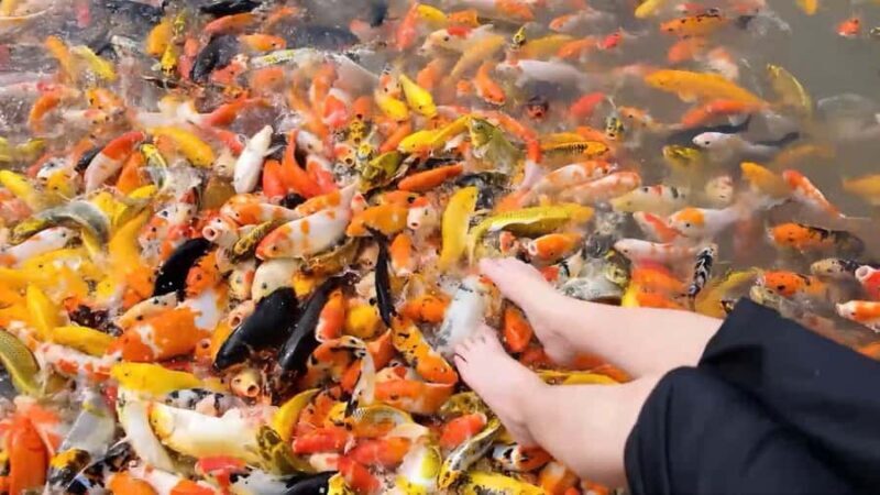 Can Tho: Con Son Islet Tour & Local Cake Making - Discovering the Richness of Con Son Islet