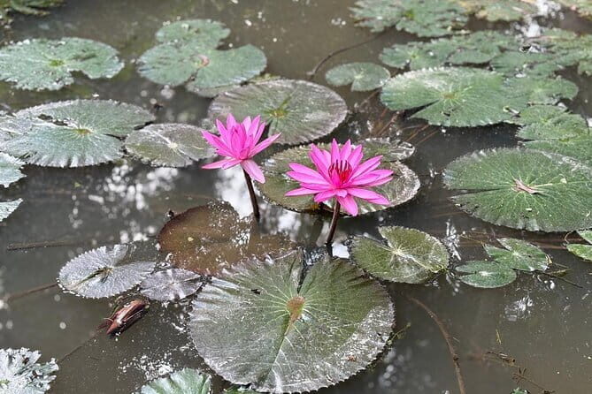 Can Tho Countryside Bike Tour with Fruit Garden Visit - Authenticity and Insights from Reviews