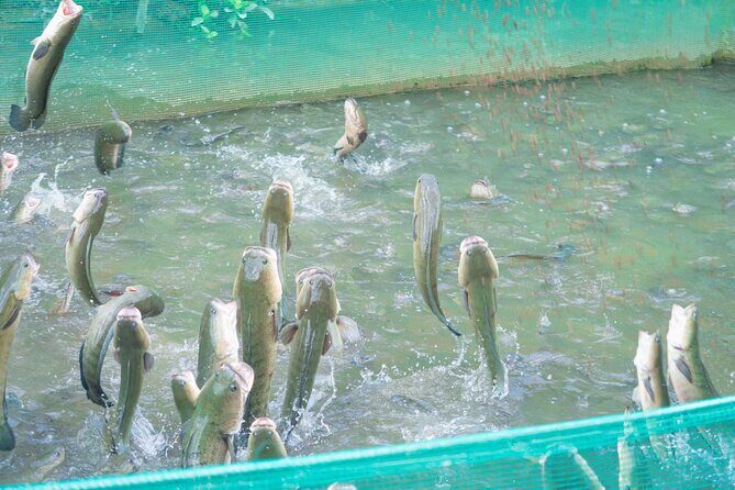 Can Tho Culture and River Life Full Day Experience - Key Points