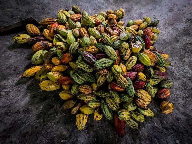 can-tho-floating-market-cycling-cacao-farm-rice-field