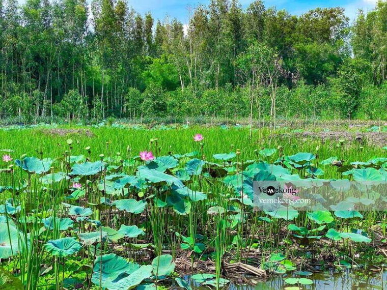 can-tho-lung-ngoc-hoang-forest-nature-reserve-half-day-tour