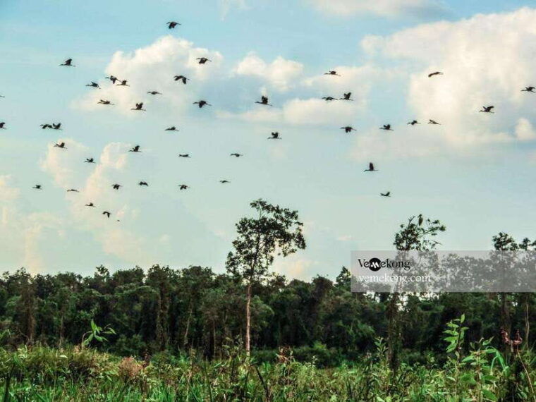 can-tho-lung-ngoc-hoang-forest-nature-reserve-half-day-tour