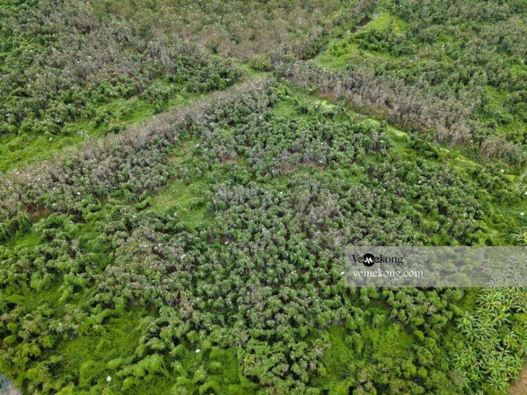 can-tho-lung-ngoc-hoang-nature-reserve-forest-tour
