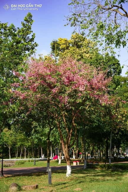 Can Tho: University Tour with Tasting & Sightseeing in CT - Frequently Asked Questions  