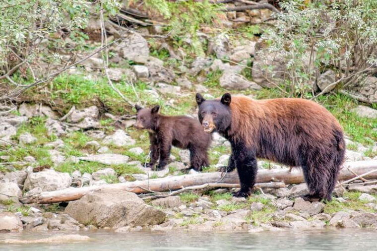 canada-7-day-national-parks-camping-tour-from-seattle-2