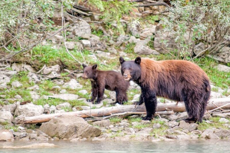 canada-7-day-national-parks-camping-tour-from-seattle