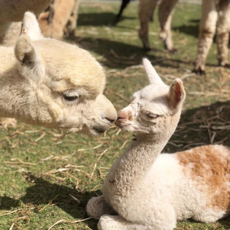Canberra: Alpaca Adventure Farm Tour (morning tea included) - Introduction