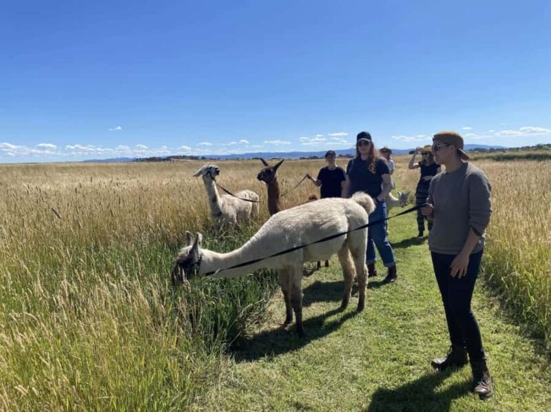 Canberra: Alpaca Adventure Farm Tour (morning tea included) - Key Points