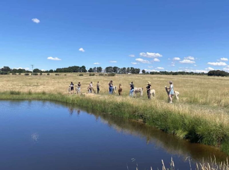 Canberra: Alpaca Adventure Farm Tour (morning tea included) - The Animals: Fluffy, Friendly, and Full of Personality