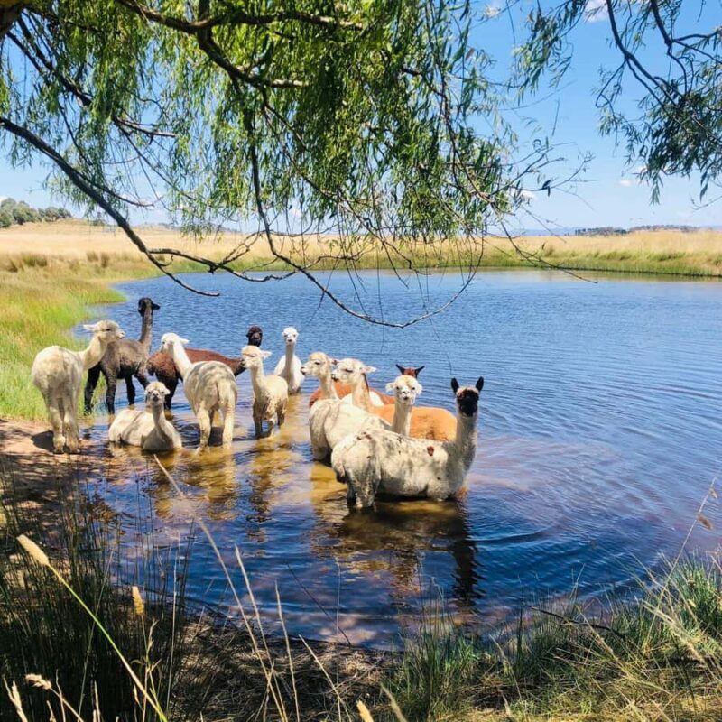 Canberra: Alpaca Adventure Farm Tour (morning tea included) - Educational Aspect: More Than Just Cute Faces