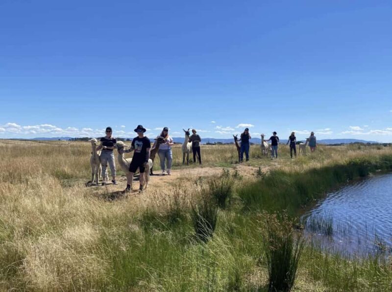 Canberra: Alpaca Adventure Farm Tour (morning tea included) - Pricing and Value