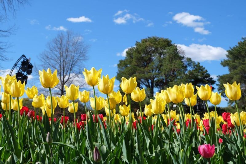 Canberra: Guided Tour of Floriade Festival with Transfers - Authentic Insights from Reviewers