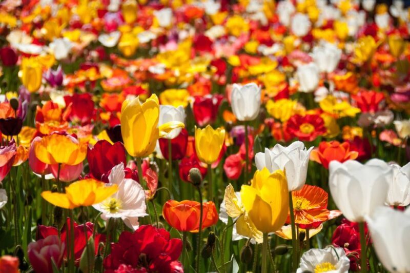 Canberra: Guided Tour of Floriade Festival with Transfers - FAQ
