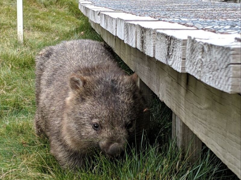 Canberra: Kangaroos and Koala Experience Tour - The Sum Up