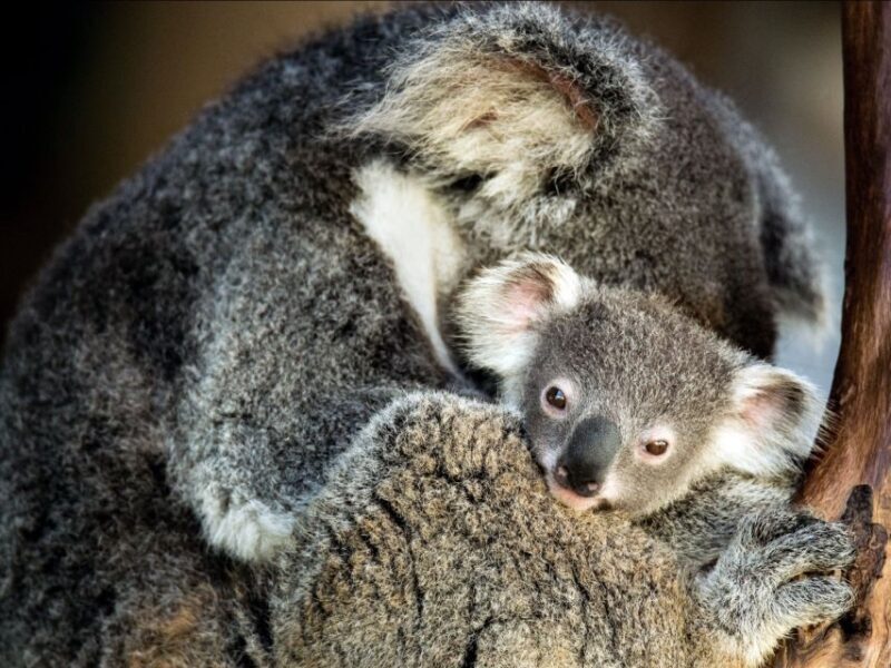 Canberra: Kangaroos and Koala Experience Tour - FAQ