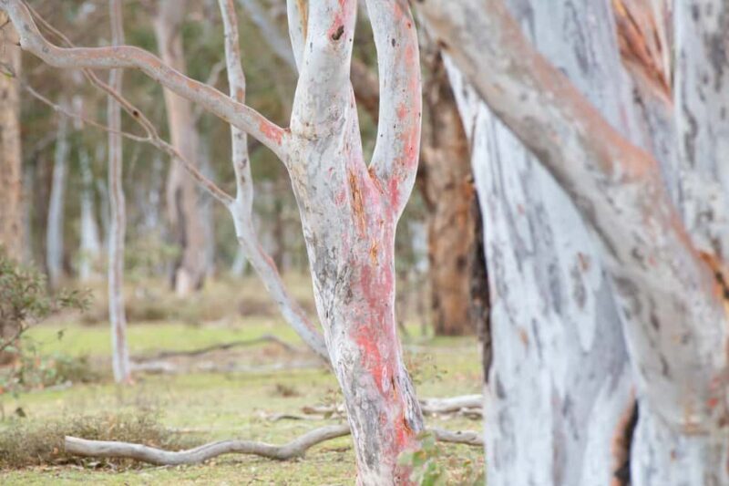 Canberra: Nature Tour with Lunch - Exploring Canberra’s Wild Side: A Detailed Review of the Nature Tour with Lunch