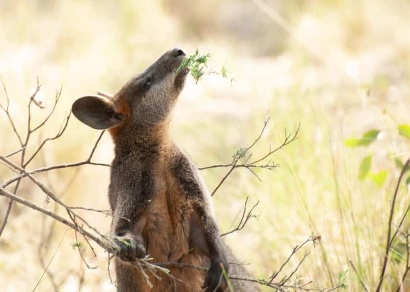 Canberra: Nature Tour with Lunch - What to Expect on the Canberra Nature Tour